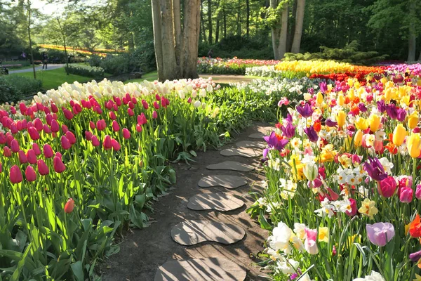 Caminho Jardim Tulipa Keukenhof Jardins Holanda — Fotografia de Stock
