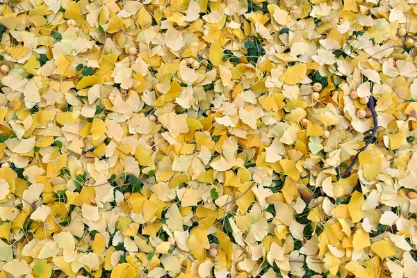 Autumn Leaves Background Ginkgo Biloba Fallen Leaves Fruits — Stock Photo, Image