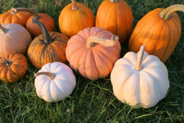 Gün batımında renkli balkabakları ve kabaklar. Çimlerin üzerinde balkabakları.