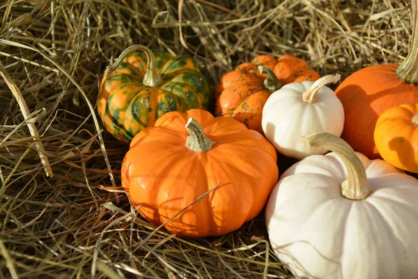 Mini Pumpkins Straw Close White Baby Boo Orange Jack Little — Stock Photo, Image