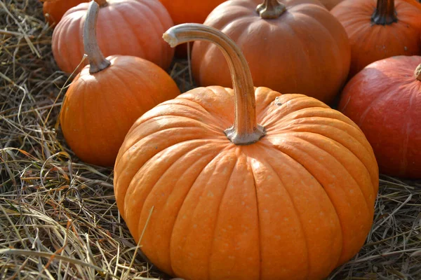 Beautiful Orange Pumpkin Rustic Autumn Background — Stock Photo, Image