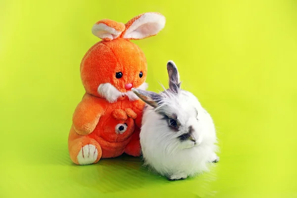 イースターのウサギ — ストック写真