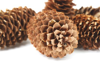 çam kozalakları ben