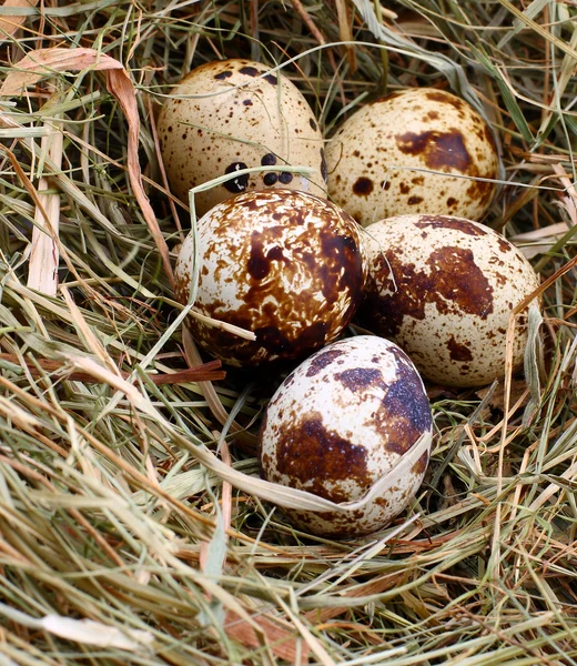 Vaktel brokig ägg i halmen, närbild — Stockfoto