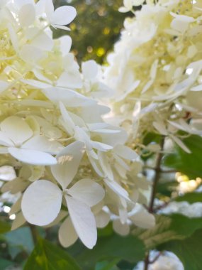 Kapatın güzel çiçekleri.