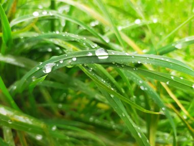 Çimenlere su damlıyor.