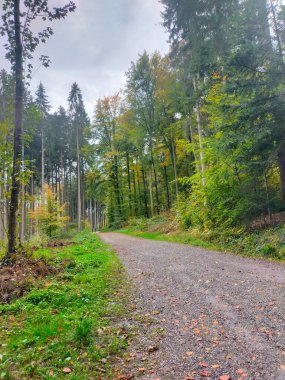 Ağaçları ve yeşil otları olan güzel bir sonbahar ormanı
