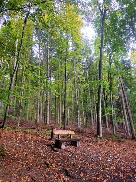 公园里美丽的秋天森林 — 图库照片