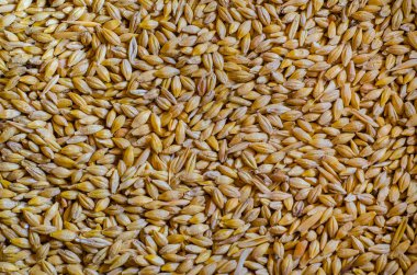 buğday doku ile altın bir parıltı