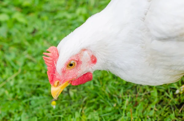 Retrato de pollo — Foto de Stock