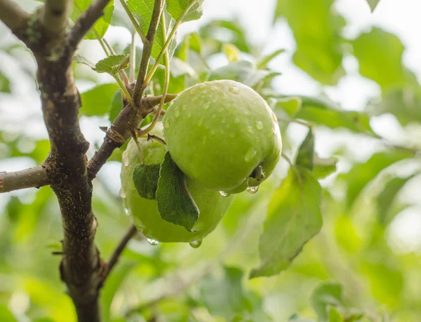 Dos manzanas en una rama —  Fotos de Stock