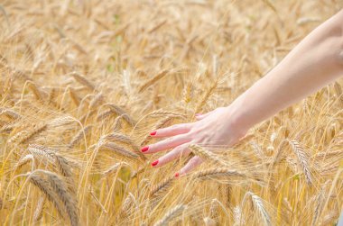 A woman touching wheat