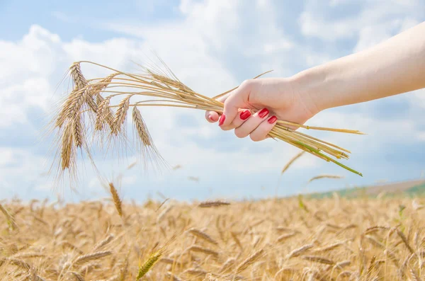 A woman holding a stack of wheat — Stock Photo, Image