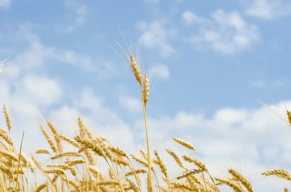 Wheat sky — Stock Photo, Image