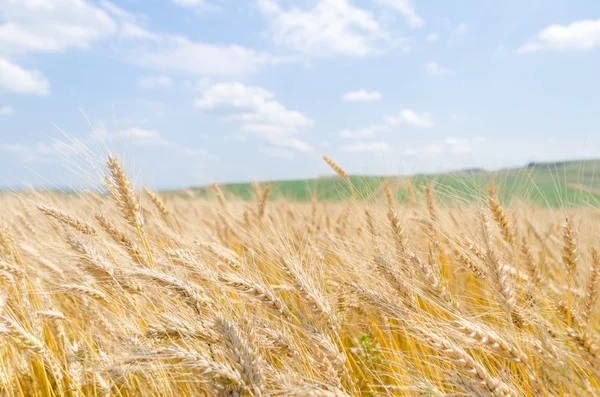 Wheat field — Stock Photo, Image