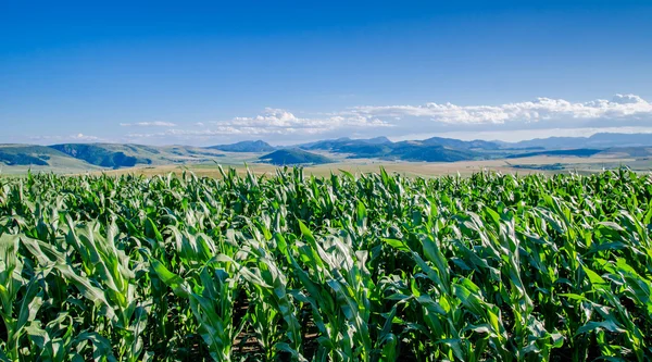 Kukorica a területen, és a hegyekre — Stock Fotó