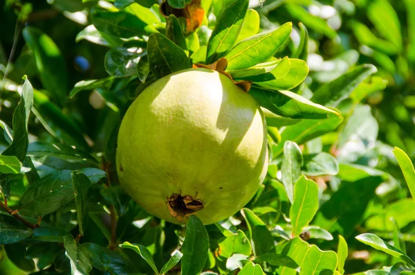 Pomegrante verte — Photo