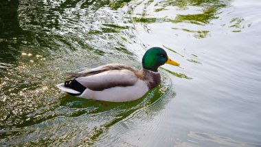 Gölde bir ördek