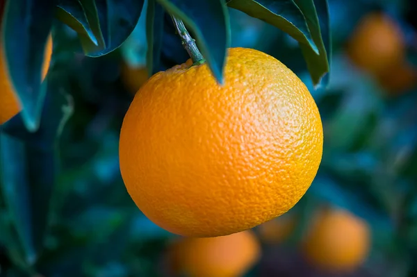 Naranja significa salud Fotos de stock