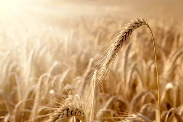 Goldene Ähre in einem Weizenfeld — Stockfoto