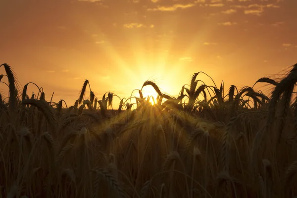 Východ slunce na pšeničné pole Stock Obrázky