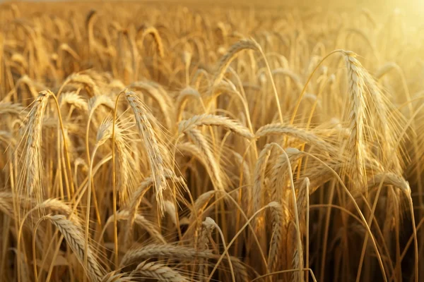 Солнечный луч на пшеничном поле — стоковое фото