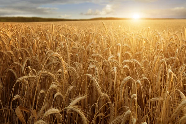 Солнце на пшеничном поле — стоковое фото