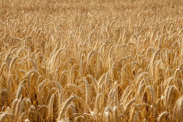 Texture du champ de blé — Photo
