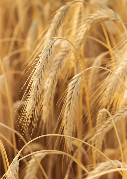 Některé pšenice uši vertikální složení Stock Obrázky
