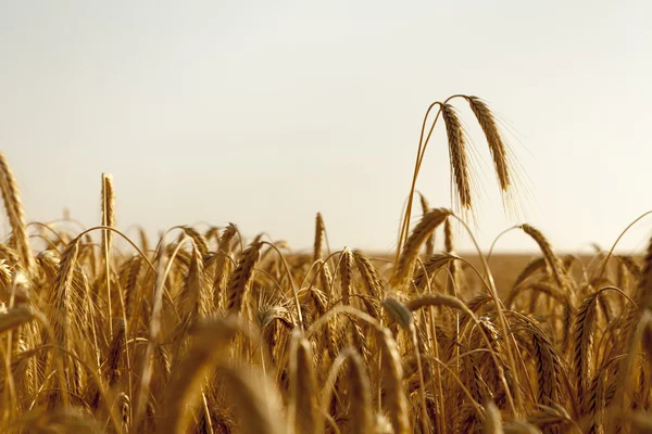 Due spighe di grano si alzano in alto sopra il campo — Foto Stock