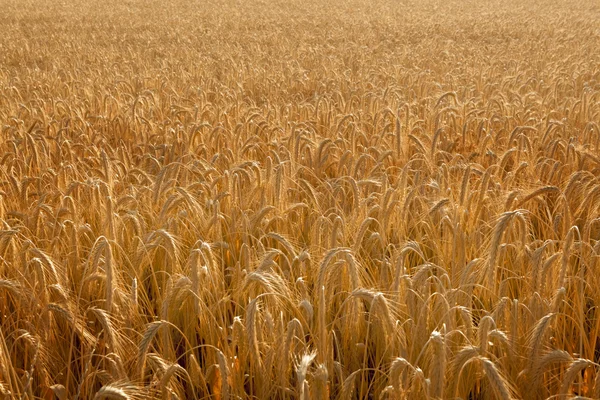 Podsvícený pšeničné pole — Stock fotografie