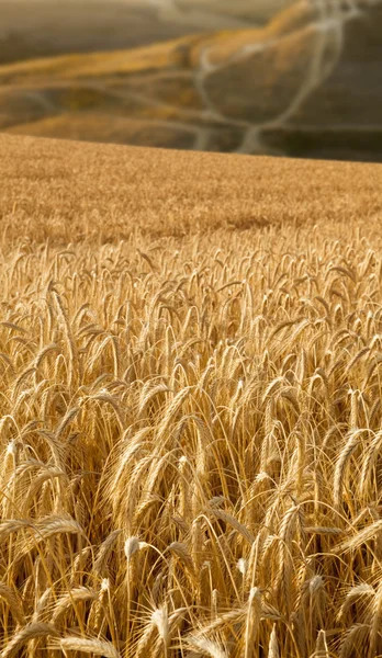 Wheat field with roads at background — Stock Photo, Image