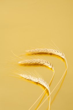 buğday kulak sarı yüzeyi