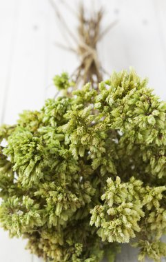 kekik bir grup yakın çekim