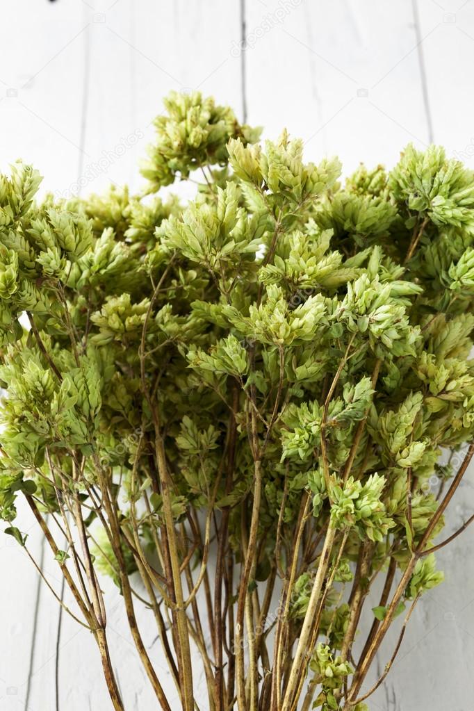 Bunch of dry oregano close up — Stock Photo © sixdun 50214661