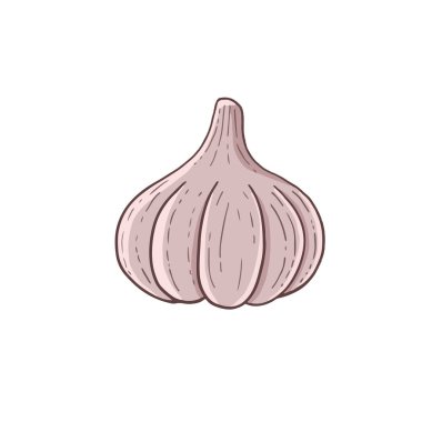 Garlic spice vegetable icon vector illustration