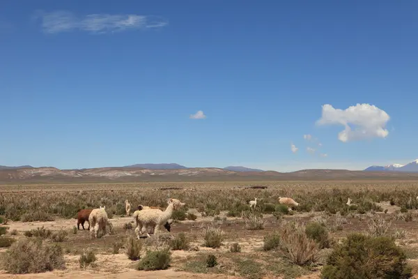 Quebrada landschap — Stockfoto