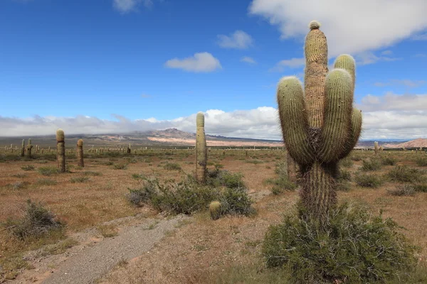 Forêt de cactus — Photo