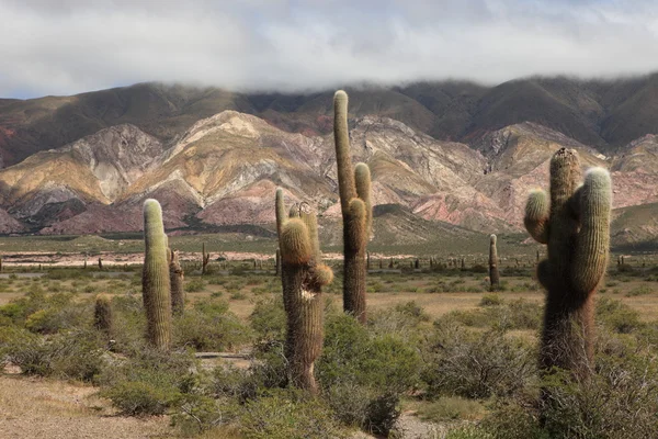 Forêt de cactus — Photo