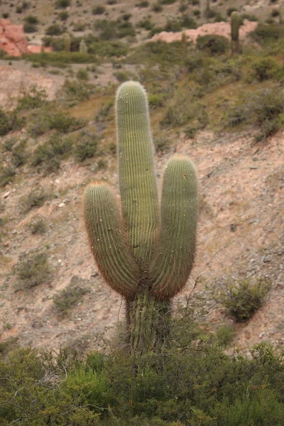 Bosque de cactus — Foto de Stock