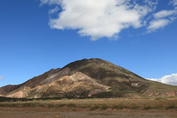 Bosque de cactus — Foto de Stock