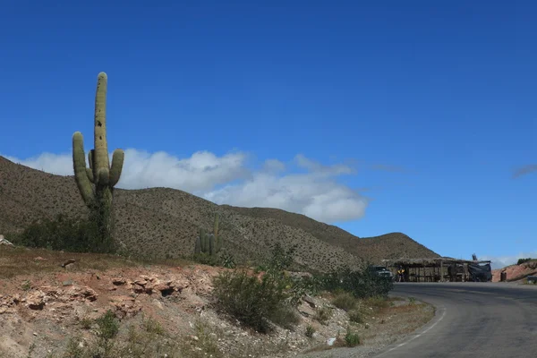 Foresta di cactus — Foto Stock