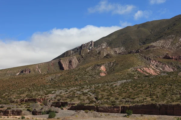 Foresta di cactus — Foto Stock