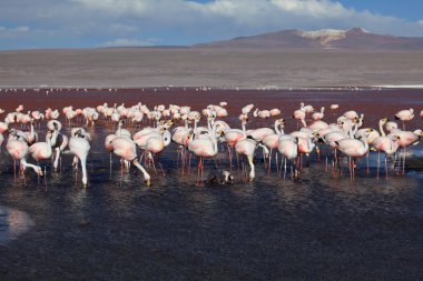 flamingolar laguna colorada Bolivya