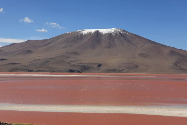 Laguna colorada bolivia — Stockfoto