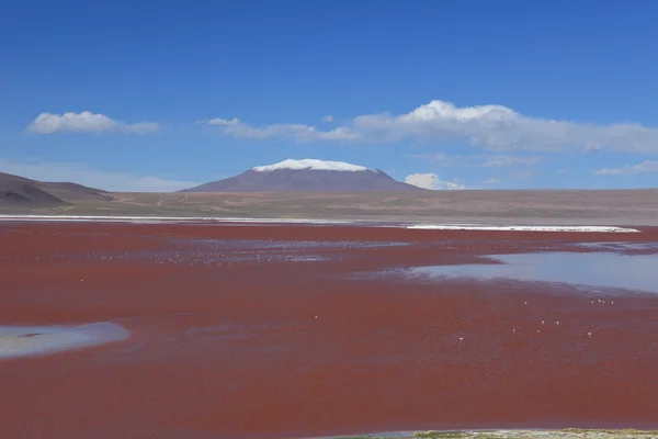 Laguna colorada bolivien — Stockfoto