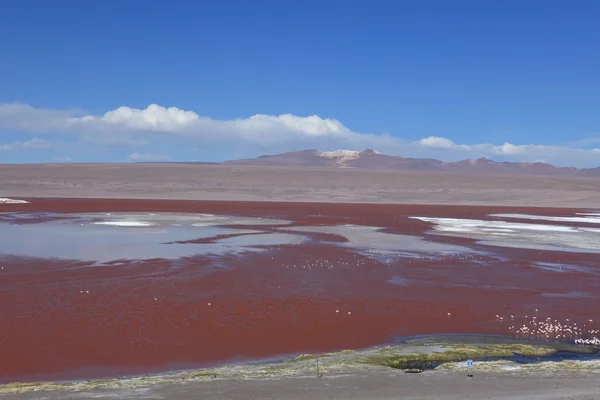 Flamingos laguna colorada bolivien — Stockfoto