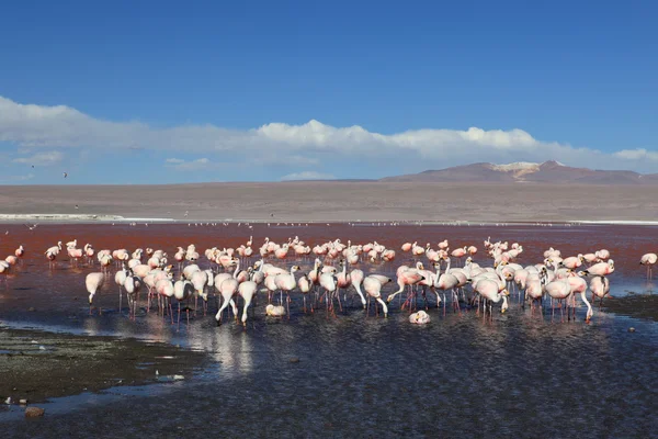 Flamingos Laguna Colorada Bolivia — Stock Photo, Image