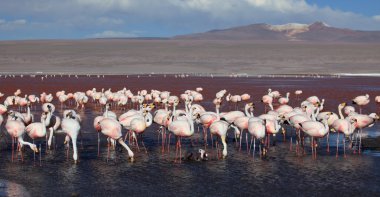 flamingolar laguna colorada Bolivya