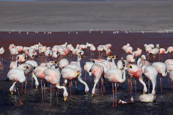 Fenicotteri Laguna Colorada Bolivia — Foto Stock